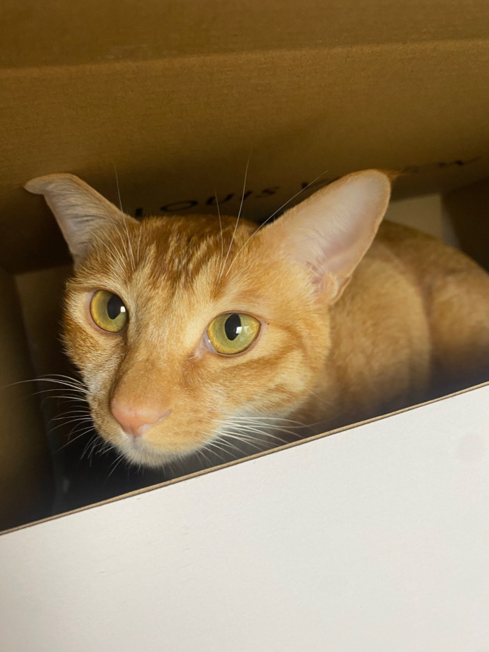 LOU1VTON trainer (EU47)